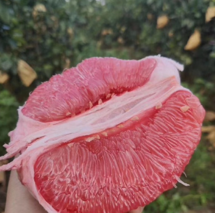 梅州三红蜜柚 红心粉肉 汁多清甜 皮厚耐放